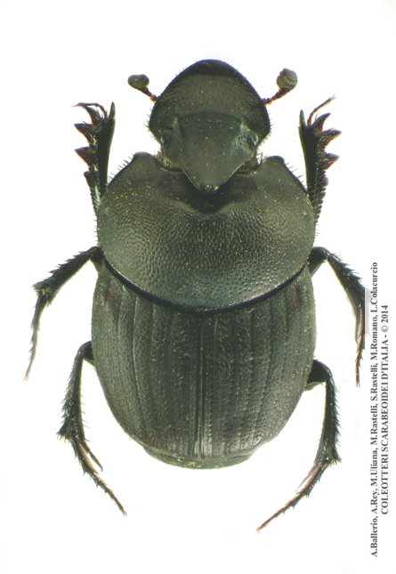 Onthophagus verticicornis, maschio 